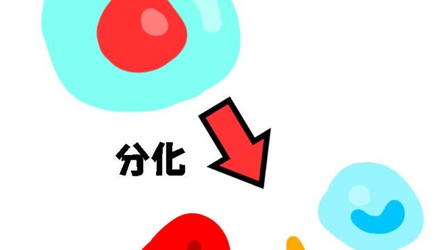 大きいままのできそこない赤血球